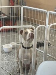 Found/Stray Male Dog last seen Highland Ave, Carlsbad, CA 92008