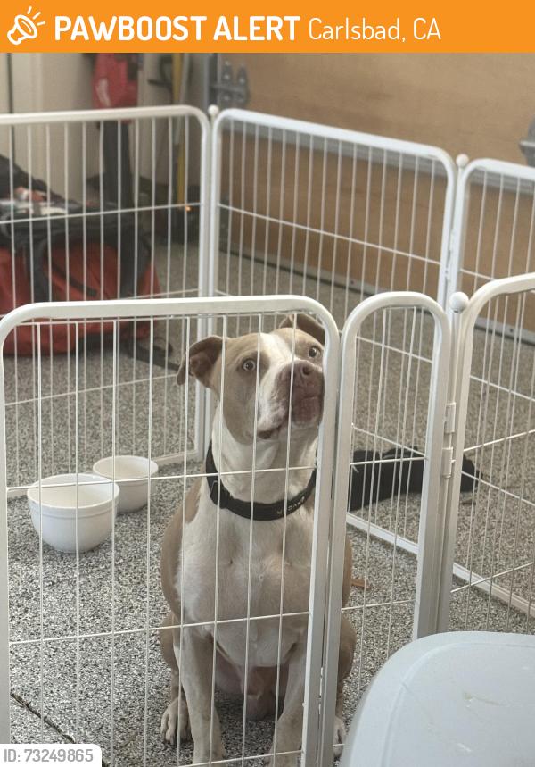 Found/Stray Male Dog last seen Highland Ave, Carlsbad, CA 92008