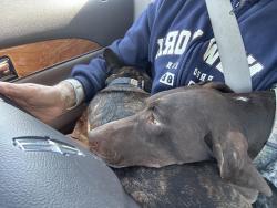Reunited Female Dog last seen Smith and Middleton dog park, Canyon County, ID 83651