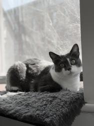 Reunited Female Cat last seen Edgecombe and West 142nd St., New York, NY 10030