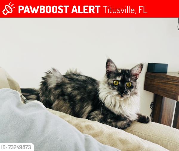 Lost Female Cat last seen Verona KB HOMES , Titusville, Titusville, FL 32780