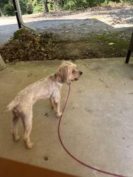 Reunited Male Dog last seen Hey 243 canton Texas near police station, Canton, TX 75103