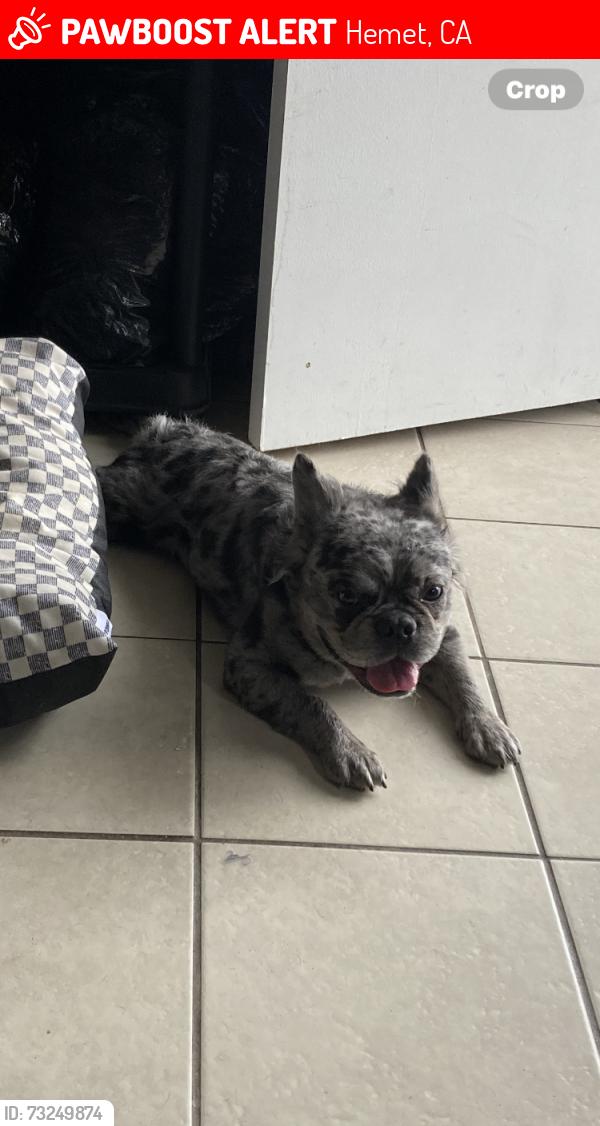 Lost Male Dog last seen Mayflower and Florida, Hemet, CA 92544