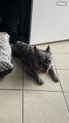 Lost Male Dog last seen Mayflower and Florida, Hemet, CA 92544