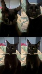 Lost Female Cat last seen Near Gadsden Ave Lancaster, Lancaster, CA 93534