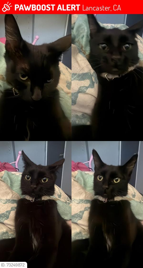 Lost Female Cat last seen Near Gadsden Ave Lancaster, Lancaster, CA 93534