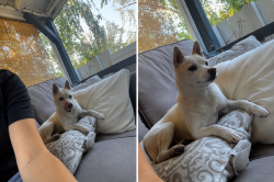 Lost Female Dog last seen 28th summitview ave, Yakima, WA 98908