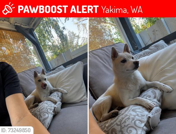 Lost Female Dog last seen 28th summitview ave, Yakima, WA 98908
