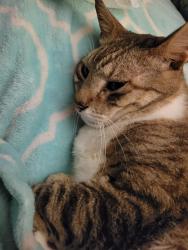 Reunited Male Cat last seen West Riverside Dr. Tequesta, Jupiter, FL 33469