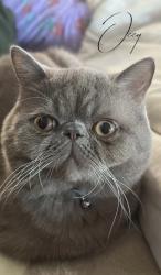Reunited Male Cat last seen E Michelle St, West Covina, CA, USA, West Covina, CA 91744