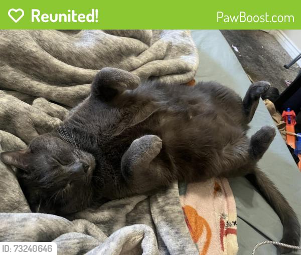 Reunited Male Cat last seen Garey Ave and Foothill Blvd, Pomona, CA 91767