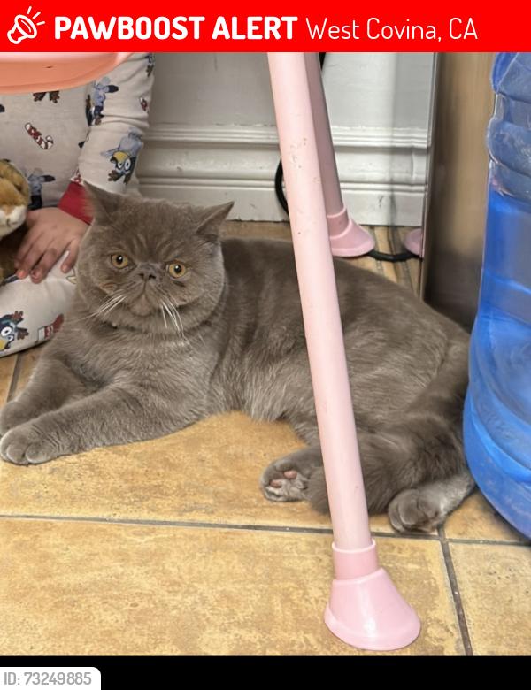 Lost Male Cat last seen Merced, Lark Ellen, mcwood, West Covina, CA 91790