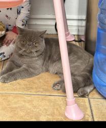 Lost Male Cat last seen Merced, Lark Ellen, mcwood, West Covina, CA 91790
