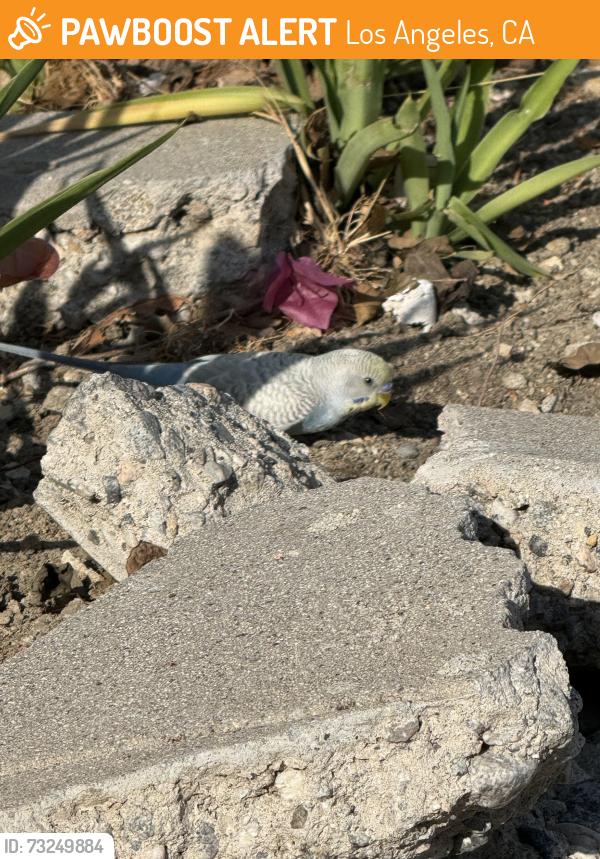 Found/Stray Unknown Bird last seen Carnation and maltman ( under street signs carnation and carnation), Los Angeles, CA 90026