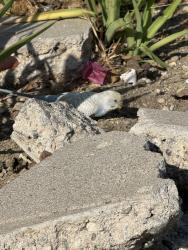 Found/Stray Unknown Bird last seen Carnation and maltman ( under street signs carnation and carnation), Los Angeles, CA 90026