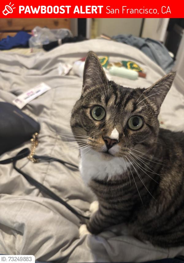 Lost Female Cat last seen Crescent, San Francisco, CA 94110