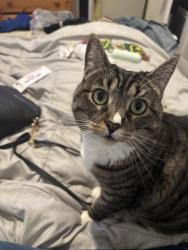Lost Female Cat last seen Crescent, San Francisco, CA 94110