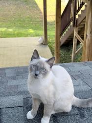 Reunited Male Cat last seen Enfield Dr., Ellicott City, MD 21163