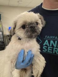 Shelter Stray Female Dog last seen Newington, VA 22153, Hooes Rd & Gerry Connolly Trl, Fairfax County, VA, 4500 West Ox Rd, Fairfax, VA 22030, USA