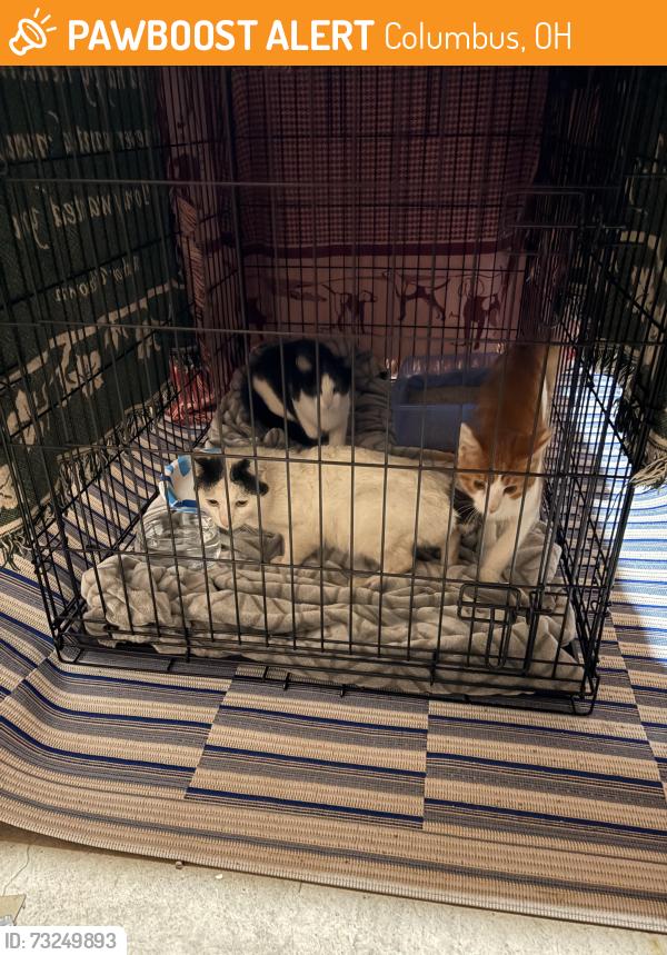 Found/Stray Male Cat last seen hamilton rd, Columbus, OH 43227