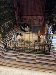 Found/Stray Male Cat last seen hamilton rd, Columbus, OH 43227
