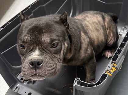 Shelter Stray Female Dog last seen Near Kingsland Ave, Oakland, CA, 1101 29th Ave, Oakland, CA 94601, USA