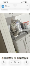 Lost Male Cat last seen Lamb ale green ba14 7sp, Wiltshire, England BA14 7SP