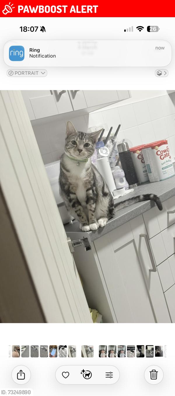 Lost Male Cat last seen Lamb ale green ba14 7sp, Wiltshire, England BA14 7SP