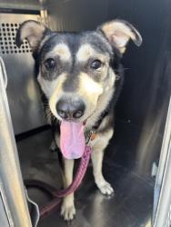 Shelter Stray Female Dog last seen Near CROSS RIDGE CIR, East District,, 355 Hillshire Dr, Haslet, TX 76052, USA