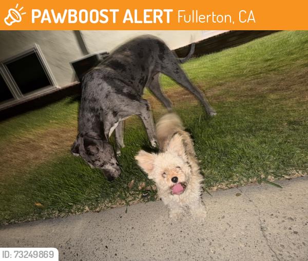 Found/Stray Female Dog last seen Las palmas dr, egerer pl, sunnywood dr, Fullerton, CA 92835