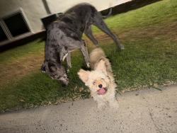 Found/Stray Female Dog last seen Las palmas dr, egerer pl, sunnywood dr, Fullerton, CA 92835