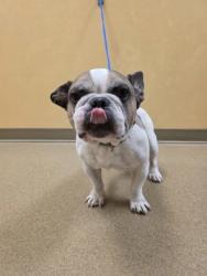 Shelter Stray Male Dog last seen Near crestwood, Cedar Hill, TX, 1150 E Pleasant Run Rd, Cedar Hill, TX 75104, USA