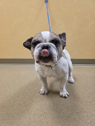 Shelter Stray Male Dog last seen Near crestwood, Cedar Hill, TX, 1150 E Pleasant Run Rd, Cedar Hill, TX 75104, USA