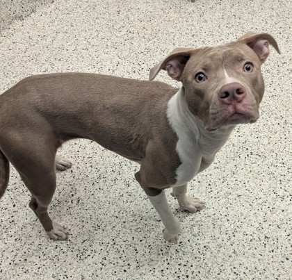 Shelter Stray Female Dog last seen Near Donald Lee Hollowell Pkwy NW, Atlanta, GA, 1251 Fulton Industrial Blvd NW, Atlanta, GA 30336, USA