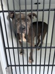 Shelter Stray Female Dog last seen Near valley heart dr, Atlanta, GA, 1251 Fulton Industrial Blvd NW, Atlanta, GA 30336, USA