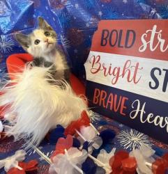 Shelter Stray Female Cat last seen Near Commerce Circle, Atlanta, GA, 1251 Fulton Industrial Blvd NW, Atlanta, GA 30336, USA