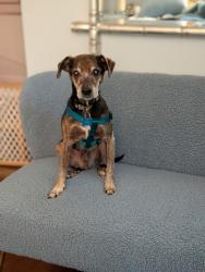 Shelter Stray Male Dog last seen Near Knollberry Lane, 30034, GA, 3280 Chamblee Dunwoody Rd, Chamblee, GA 30341, USA