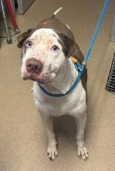 Shelter Stray Male Dog last seen Buford Hwy and Plaster RD NE, Chamblee GA 30341, 30341, GA, 3280 Chamblee Dunwoody Rd, Chamblee, GA 30341, USA