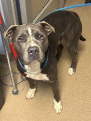 Shelter Stray Male Dog last seen Near Emerald Castle Drive, 30035, GA, 3280 Chamblee Dunwoody Rd, Chamblee, GA 30341, USA