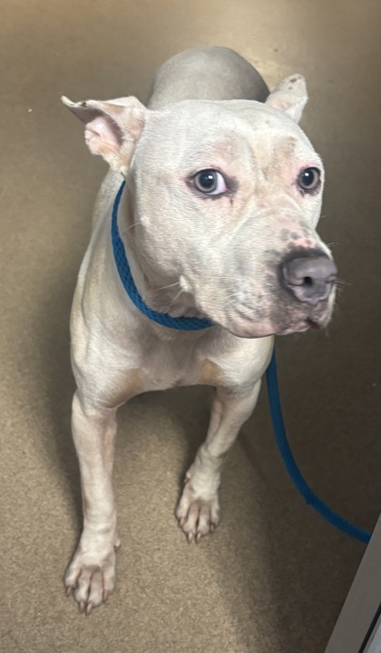 Shelter Stray Female Dog last seen Near Brannen Road Atlanta, 30316, 30316, GA, 3280 Chamblee Dunwoody Rd, Chamblee, GA 30341, USA