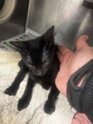 Shelter Stray Male Cat last seen Near Shallowford Rd NE, Atlanta, GA 30341, 30341, GA, 3280 Chamblee Dunwoody Rd, Chamblee, GA 30341, USA