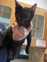 Shelter Stray Female Cat last seen Near Shallowford Rd NE, Atlanta, GA 30341, 30341, GA, 3280 Chamblee Dunwoody Rd, Chamblee, GA 30341, USA