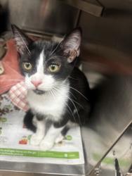 Shelter Stray Male Cat last seen Near Shallowford Rd NE, Atlanta, GA 30341, 30341, GA, 3280 Chamblee Dunwoody Rd, Chamblee, GA 30341, USA