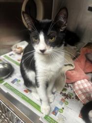 Shelter Stray Male Cat last seen Near Shallowford Rd NE, Atlanta, GA 30341, 30341, GA, 3280 Chamblee Dunwoody Rd, Chamblee, GA 30341, USA