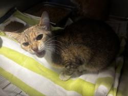 Shelter Stray Female Cat last seen Near Brezzy Lane, ATL, GA 30329, 30329, GA, 3280 Chamblee Dunwoody Rd, Chamblee, GA 30341, USA