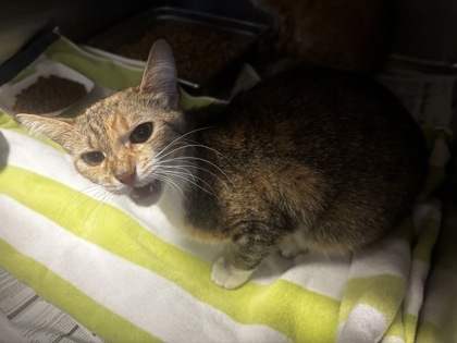 Shelter Stray Female Cat last seen Near Brezzy Lane, ATL, GA 30329, 30329, GA, 3280 Chamblee Dunwoody Rd, Chamblee, GA 30341, USA