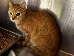 Shelter Stray Female Cat last seen Near Brezzy Lane, ATL, GA 30329, 30329, GA, 3280 Chamblee Dunwoody Rd, Chamblee, GA 30341, USA