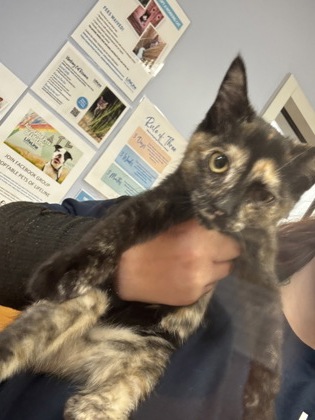 Shelter Stray Female Cat last seen Near Wood Terrace Cir, Doraville, GA 30340, 30340, GA, 3280 Chamblee Dunwoody Rd, Chamblee, GA 30341, USA