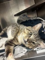 Shelter Stray Male Cat last seen Near Stone Race Drive E Stone Mountain, 30083, 30083, GA, 3280 Chamblee Dunwoody Rd, Chamblee, GA 30341, USA