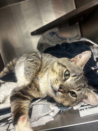 Shelter Stray Male Cat last seen Near Stone Race Drive E Stone Mountain, 30083, 30083, GA, 3280 Chamblee Dunwoody Rd, Chamblee, GA 30341, USA